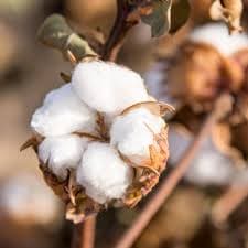 Cotton bolls