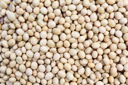 Soyabean seeds