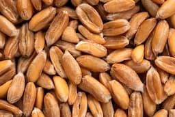 Wheat grains