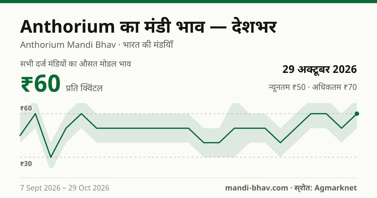 देशभर में Anthorium का मंडी भाव 29 अक्टूबर 2026: औसत मोडल ₹60 प्रति क्विंटल, भाव के रुझान का चार्ट