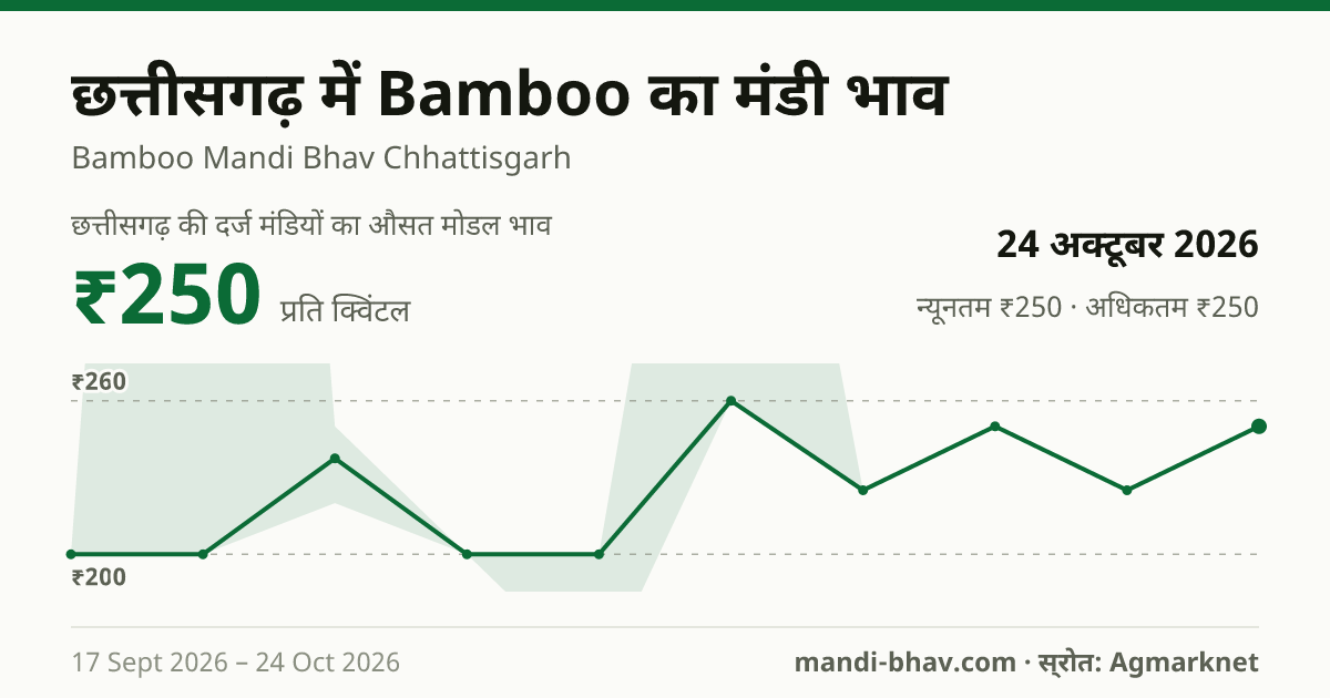 छत्तीसगढ़ में Bamboo का मंडी भाव 24 अक्टूबर 2026: औसत मोडल ₹250 प्रति क्विंटल, भाव के रुझान का चार्ट