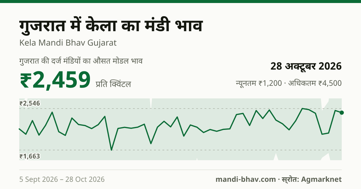 गुजरात में केला का मंडी भाव 28 अक्टूबर 2026: औसत मोडल ₹2,459 प्रति क्विंटल, भाव के रुझान का चार्ट