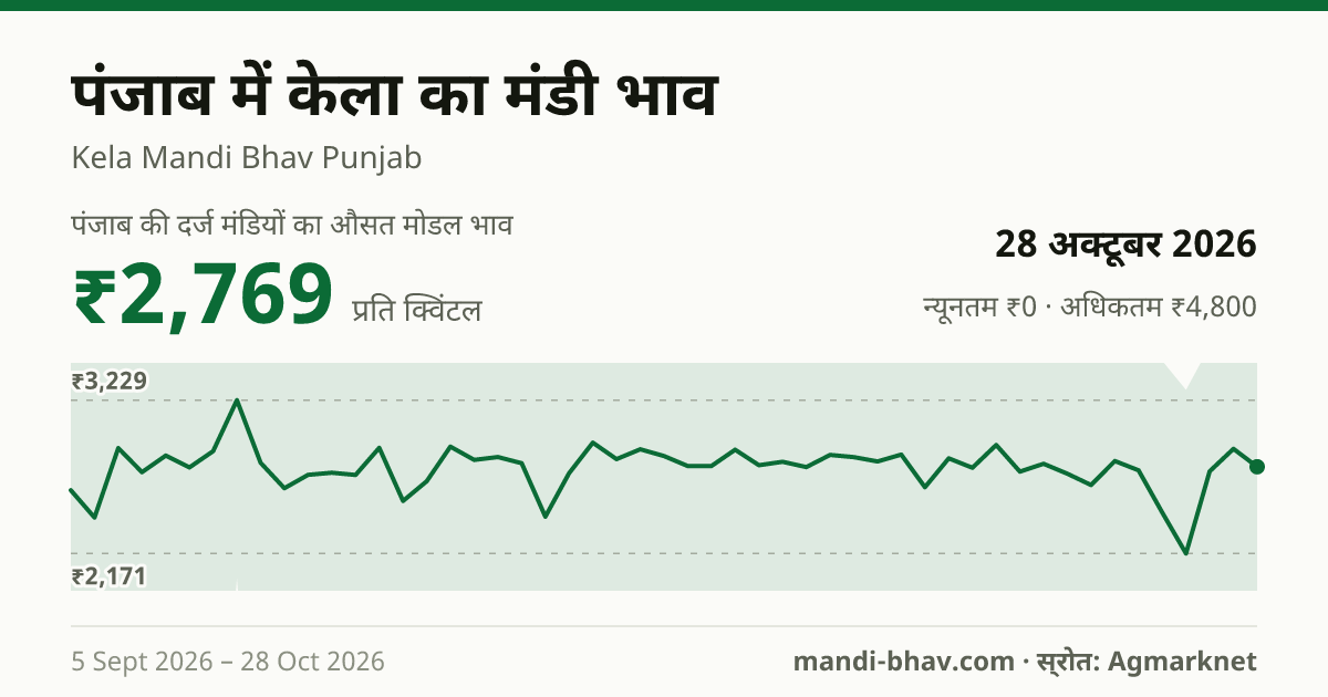 पंजाब में केला का मंडी भाव 28 अक्टूबर 2026: औसत मोडल ₹2,769 प्रति क्विंटल, भाव के रुझान का चार्ट