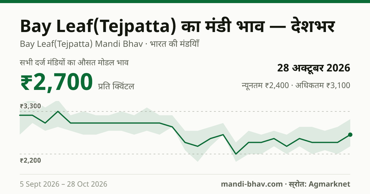 देशभर में Bay Leaf(Tejpatta) का मंडी भाव 28 अक्टूबर 2026: औसत मोडल ₹2,700 प्रति क्विंटल, भाव के रुझान का चार्ट