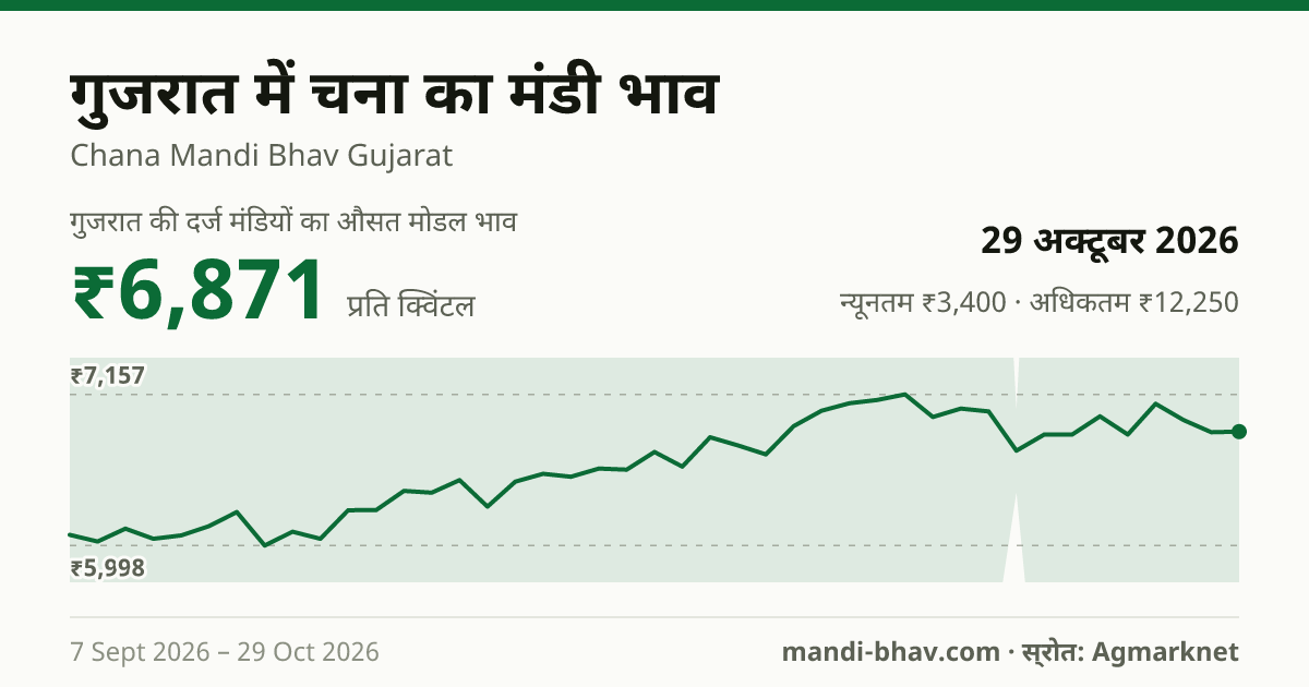 गुजरात में चना का मंडी भाव 29 अक्टूबर 2026: औसत मोडल ₹6,901 प्रति क्विंटल, भाव के रुझान का चार्ट