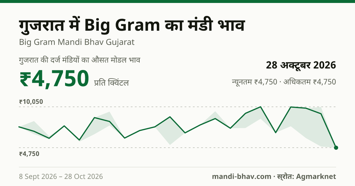 गुजरात में Big Gram का मंडी भाव 28 अक्टूबर 2026: औसत मोडल ₹4,750 प्रति क्विंटल, भाव के रुझान का चार्ट