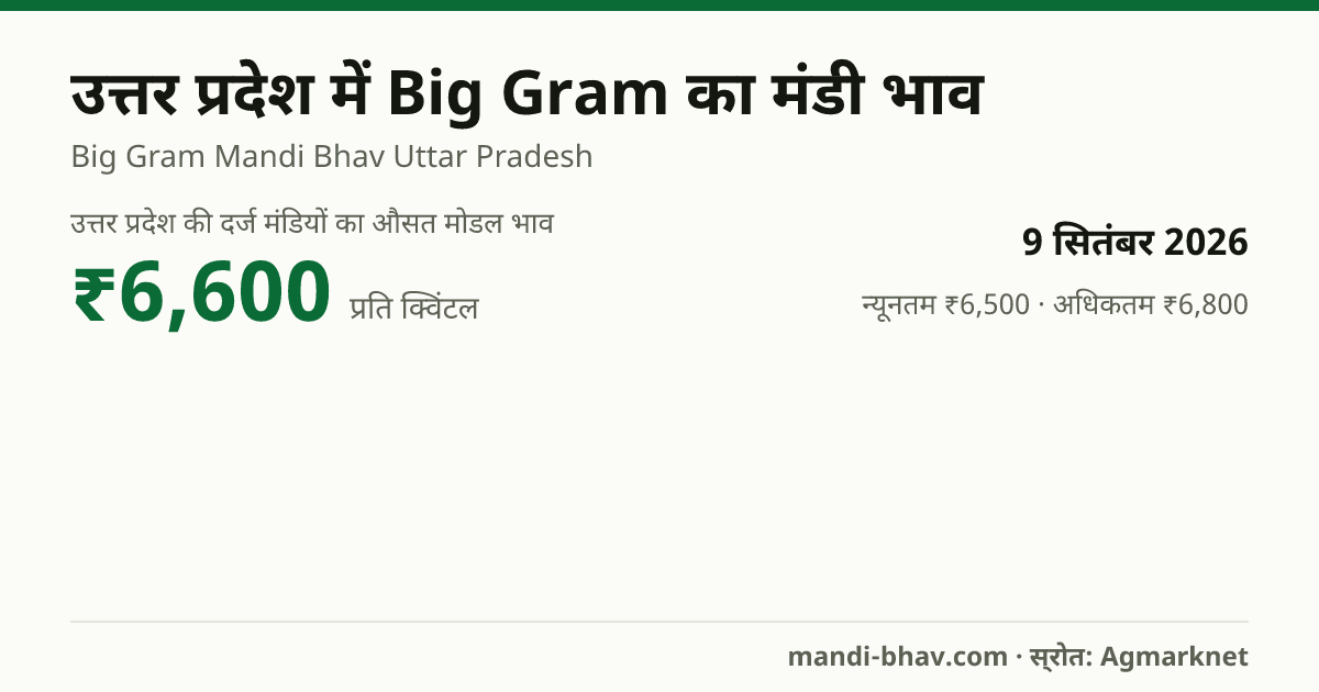 उत्तर प्रदेश में Big Gram का मंडी भाव 9 सितंबर 2026: औसत मोडल ₹6,600 प्रति क्विंटल, भाव के रुझान का चार्ट