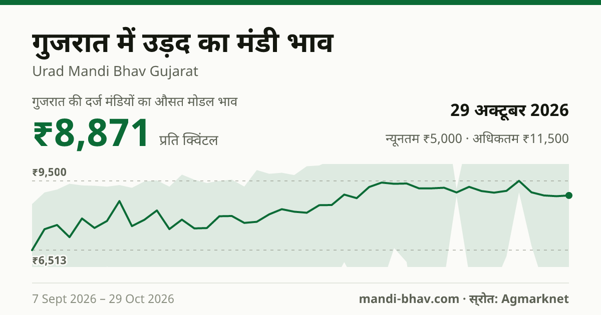 गुजरात में उड़द का मंडी भाव 29 अक्टूबर 2026: औसत मोडल ₹8,871 प्रति क्विंटल, भाव के रुझान का चार्ट