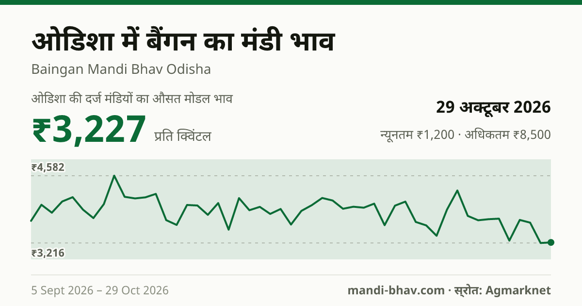 ओडिशा में बैंगन का मंडी भाव 29 अक्टूबर 2026: औसत मोडल ₹3,211 प्रति क्विंटल, भाव के रुझान का चार्ट