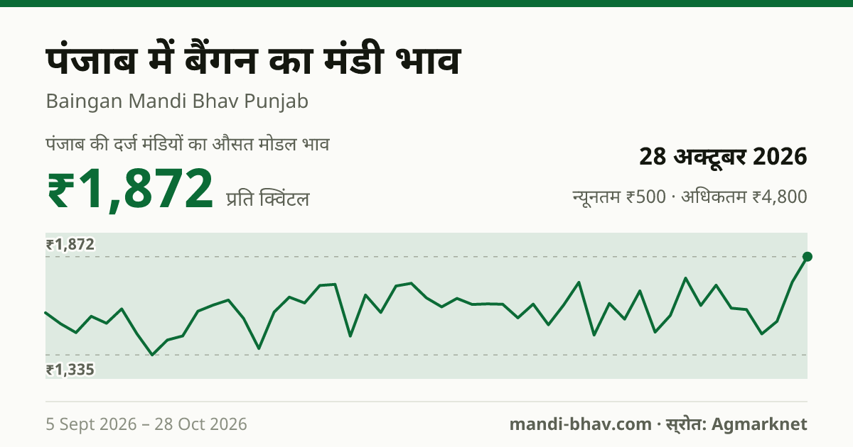 पंजाब में बैंगन का मंडी भाव 28 अक्टूबर 2026: औसत मोडल ₹1,872 प्रति क्विंटल, भाव के रुझान का चार्ट
