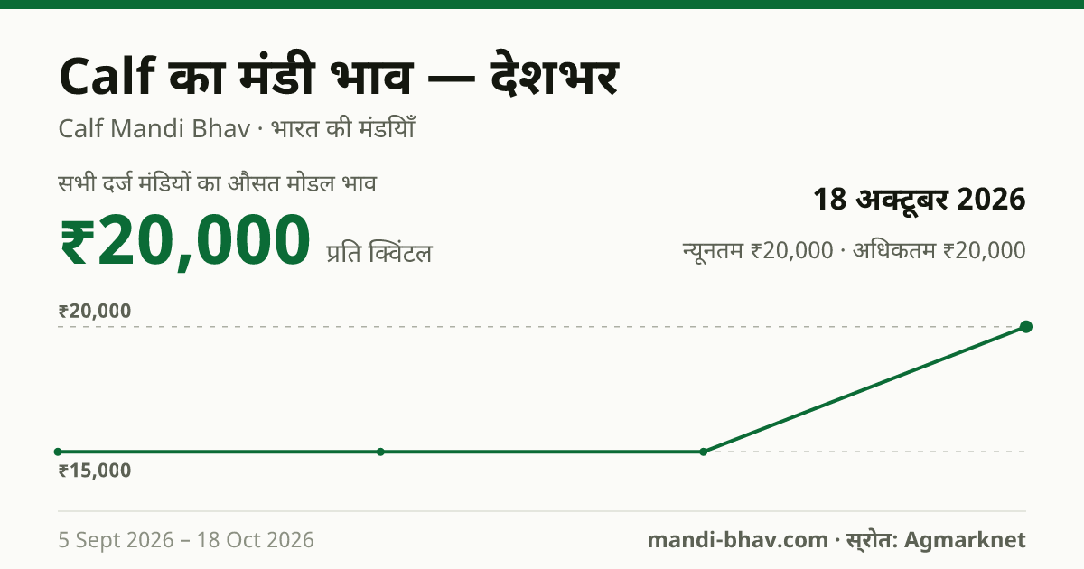 देशभर में Calf का मंडी भाव 18 अक्टूबर 2026: औसत मोडल ₹20,000 प्रति क्विंटल, भाव के रुझान का चार्ट