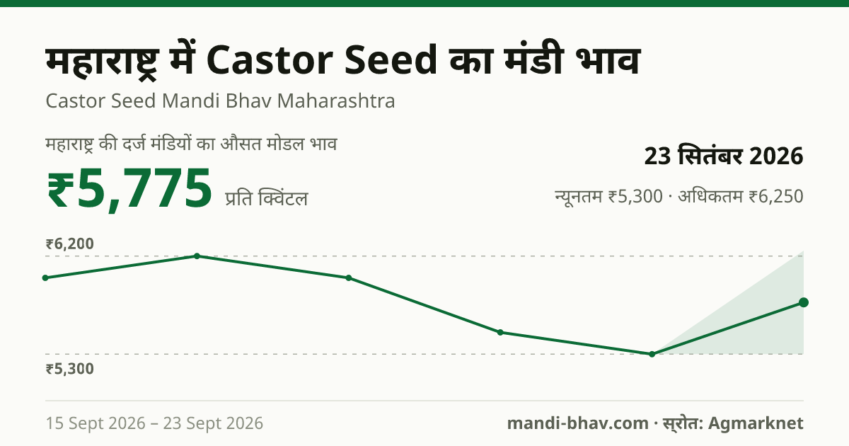 महाराष्ट्र में Castor Seed का मंडी भाव 23 सितंबर 2026: औसत मोडल ₹5,775 प्रति क्विंटल, भाव के रुझान का चार्ट
