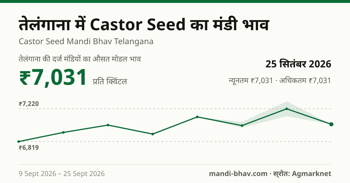 तेलंगाना में Castor Seed का मंडी भाव 25 सितंबर 2026: औसत मोडल ₹7,031 प्रति क्विंटल, भाव के रुझान का चार्ट