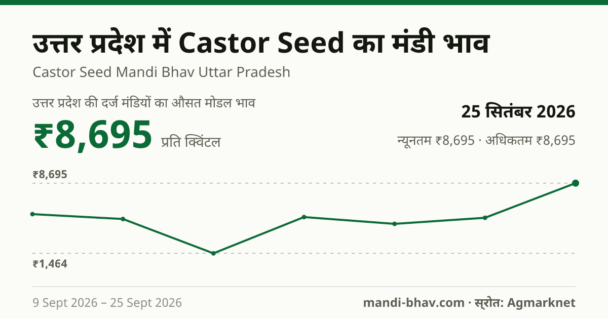 उत्तर प्रदेश में Castor Seed का मंडी भाव 25 सितंबर 2026: औसत मोडल ₹8,695 प्रति क्विंटल, भाव के रुझान का चार्ट