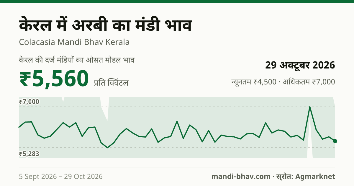 केरल में अरबी का मंडी भाव 29 अक्टूबर 2026: औसत मोडल ₹5,560 प्रति क्विंटल, भाव के रुझान का चार्ट
