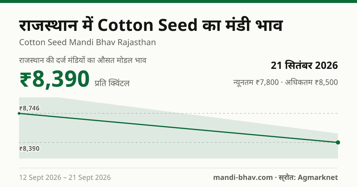 राजस्थान में Cotton Seed का मंडी भाव 21 सितंबर 2026: औसत मोडल ₹8,390 प्रति क्विंटल, भाव के रुझान का चार्ट
