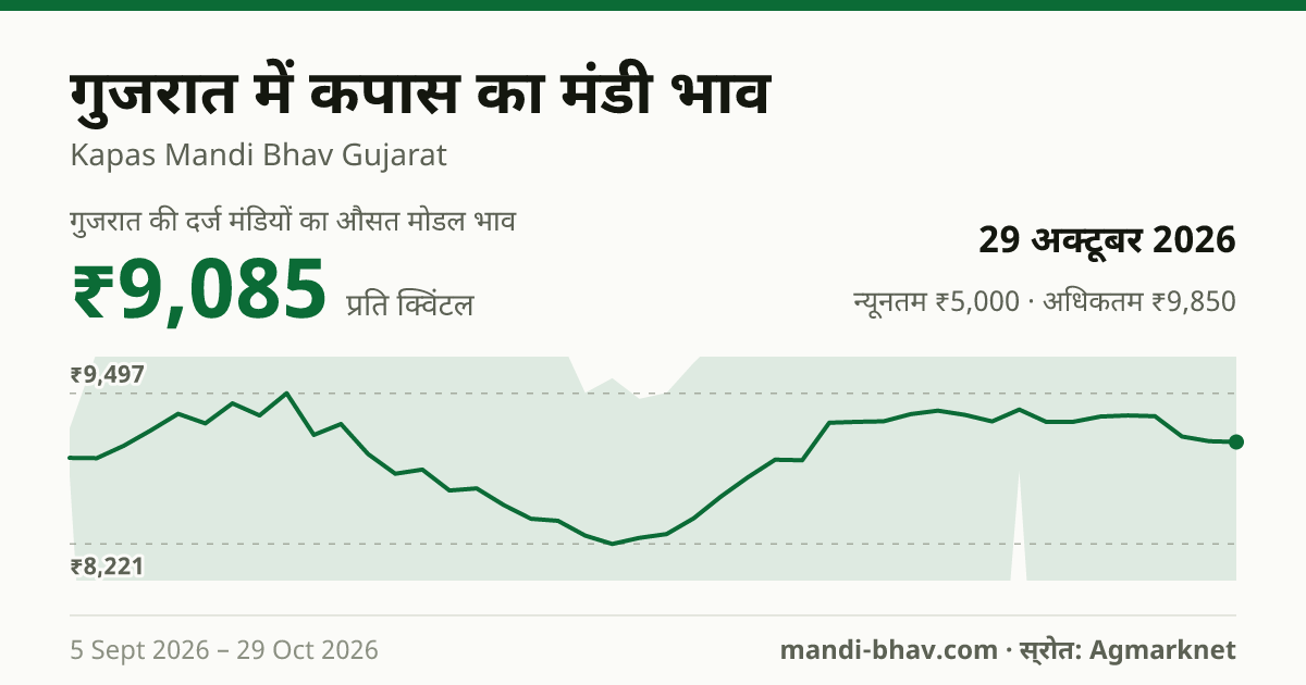 गुजरात में कपास का मंडी भाव 29 अक्टूबर 2026: औसत मोडल ₹9,068 प्रति क्विंटल, भाव के रुझान का चार्ट