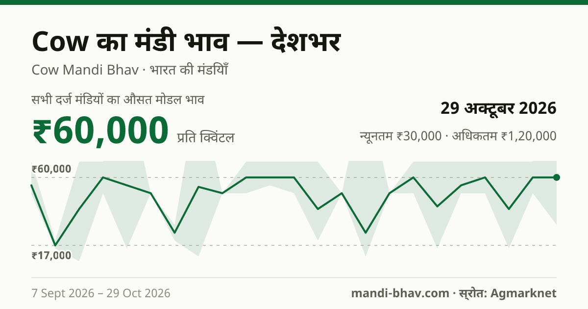 देशभर में Cow का मंडी भाव 29 अक्टूबर 2026: औसत मोडल ₹60,000 प्रति क्विंटल, भाव के रुझान का चार्ट