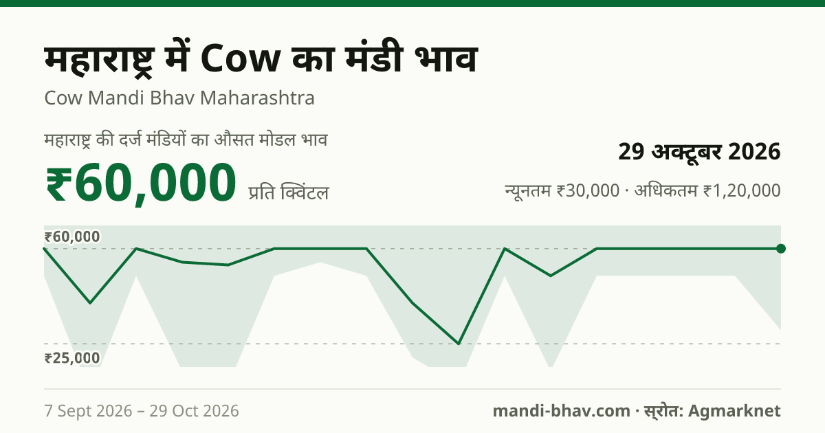 महाराष्ट्र में Cow का मंडी भाव 29 अक्टूबर 2026: औसत मोडल ₹60,000 प्रति क्विंटल, भाव के रुझान का चार्ट