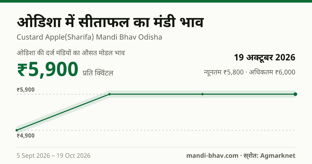 ओडिशा में सीताफल का मंडी भाव 19 अक्टूबर 2026: औसत मोडल ₹5,900 प्रति क्विंटल, भाव के रुझान का चार्ट