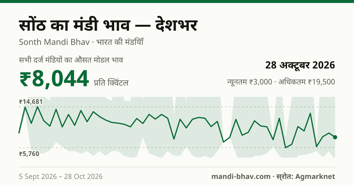 देशभर में सोंठ का मंडी भाव 28 अक्टूबर 2026: औसत मोडल ₹8,044 प्रति क्विंटल, भाव के रुझान का चार्ट
