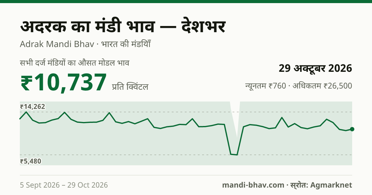 देशभर में अदरक का मंडी भाव 29 अक्टूबर 2026: औसत मोडल ₹11,053 प्रति क्विंटल, भाव के रुझान का चार्ट