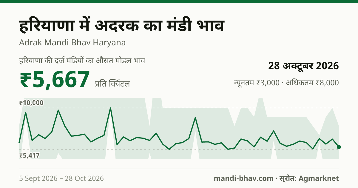 हरियाणा में अदरक का मंडी भाव 28 अक्टूबर 2026: औसत मोडल ₹5,667 प्रति क्विंटल, भाव के रुझान का चार्ट