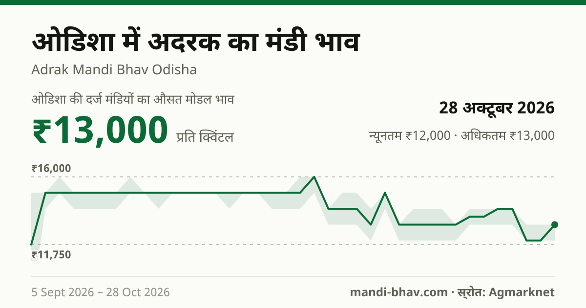 ओडिशा में अदरक का मंडी भाव 28 अक्टूबर 2026: औसत मोडल ₹13,000 प्रति क्विंटल, भाव के रुझान का चार्ट