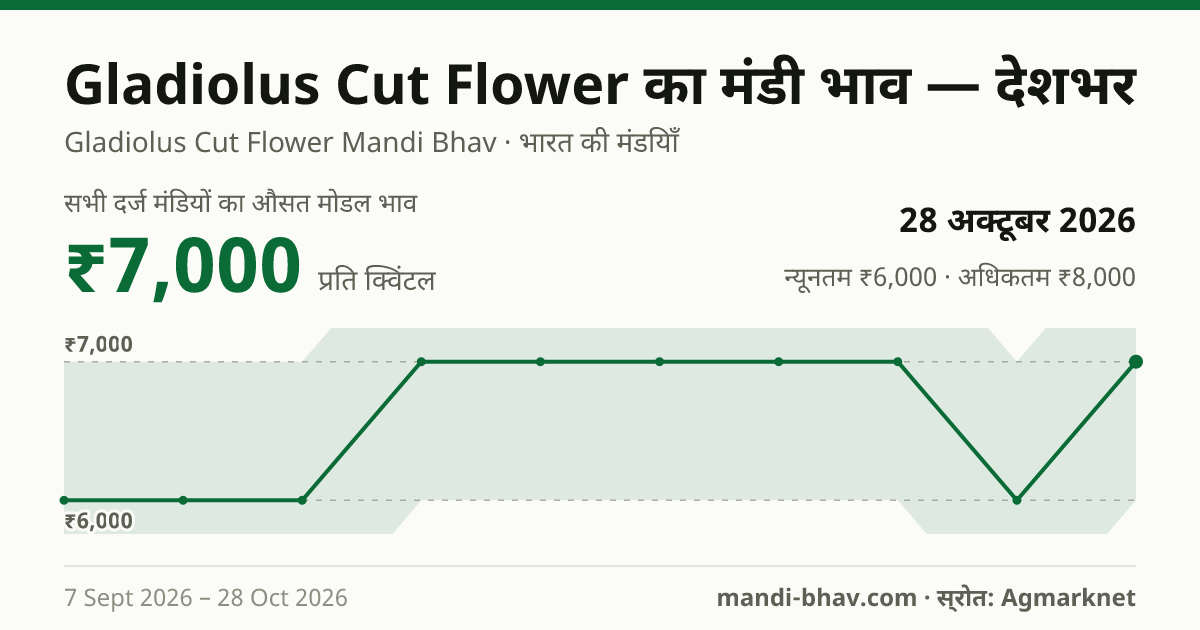देशभर में Gladiolus Cut Flower का मंडी भाव 28 अक्टूबर 2026: औसत मोडल ₹7,000 प्रति क्विंटल, भाव के रुझान का चार्ट