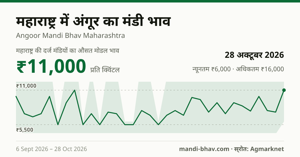 महाराष्ट्र में अंगूर का मंडी भाव 28 अक्टूबर 2026: औसत मोडल ₹11,000 प्रति क्विंटल, भाव के रुझान का चार्ट