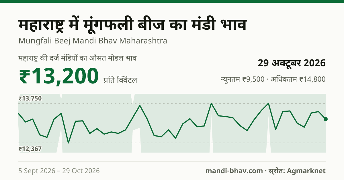 महाराष्ट्र में मूंगफली बीज का मंडी भाव 29 अक्टूबर 2026: औसत मोडल ₹13,200 प्रति क्विंटल, भाव के रुझान का चार्ट
