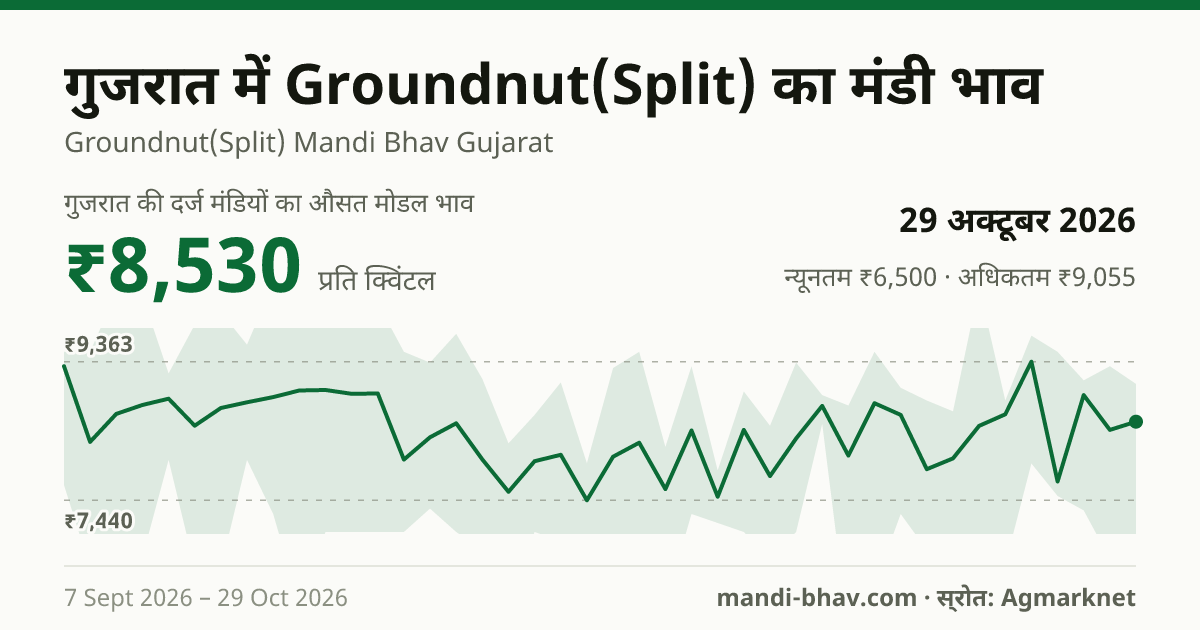 गुजरात में Groundnut(Split) का मंडी भाव 29 अक्टूबर 2026: औसत मोडल ₹8,530 प्रति क्विंटल, भाव के रुझान का चार्ट