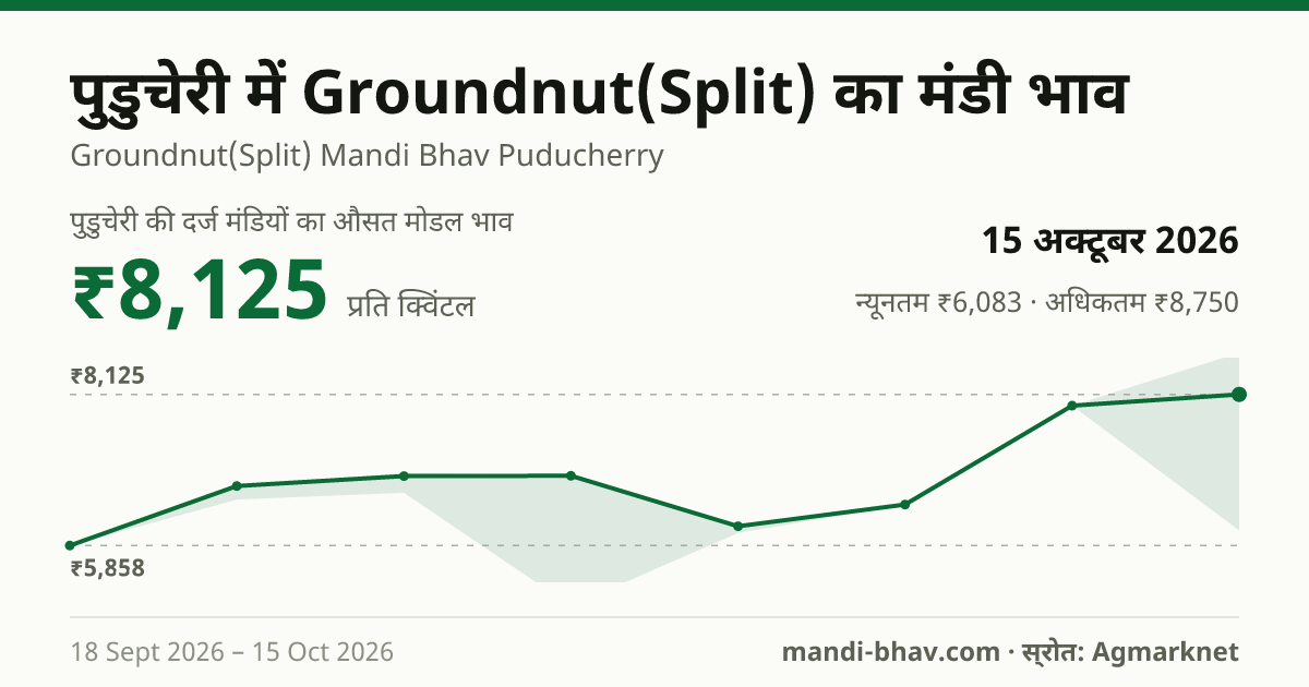 पुडुचेरी में Groundnut(Split) का मंडी भाव 15 अक्टूबर 2026: औसत मोडल ₹8,125 प्रति क्विंटल, भाव के रुझान का चार्ट