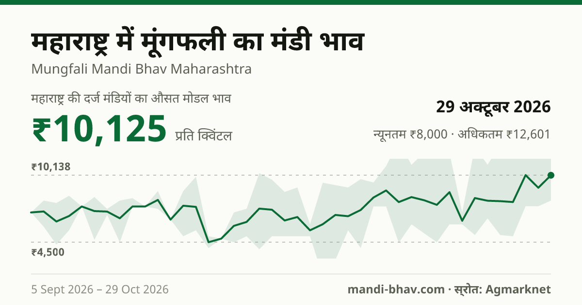 महाराष्ट्र में मूंगफली का मंडी भाव 29 अक्टूबर 2026: औसत मोडल ₹11,250 प्रति क्विंटल, भाव के रुझान का चार्ट
