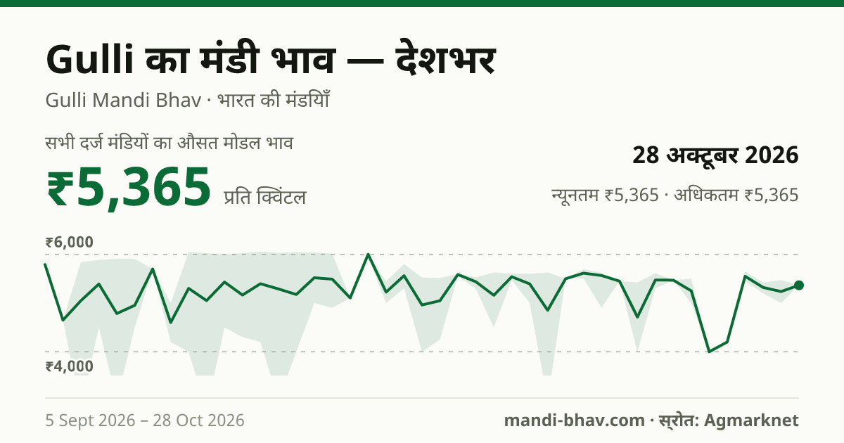 देशभर में Gulli का मंडी भाव 28 अक्टूबर 2026: औसत मोडल ₹5,365 प्रति क्विंटल, भाव के रुझान का चार्ट