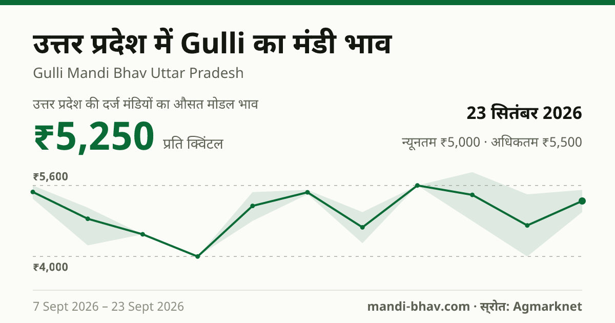 उत्तर प्रदेश में Gulli का मंडी भाव 23 सितंबर 2026: औसत मोडल ₹5,250 प्रति क्विंटल, भाव के रुझान का चार्ट