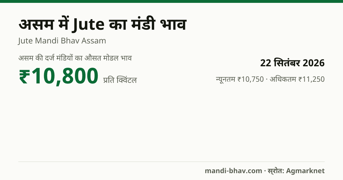 असम में Jute का मंडी भाव 22 सितंबर 2026: औसत मोडल ₹10,800 प्रति क्विंटल, भाव के रुझान का चार्ट