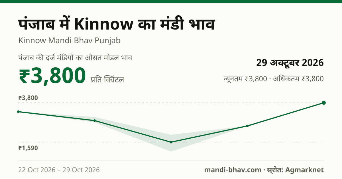 पंजाब में Kinnow का मंडी भाव 29 अक्टूबर 2026: औसत मोडल ₹3,800 प्रति क्विंटल, भाव के रुझान का चार्ट
