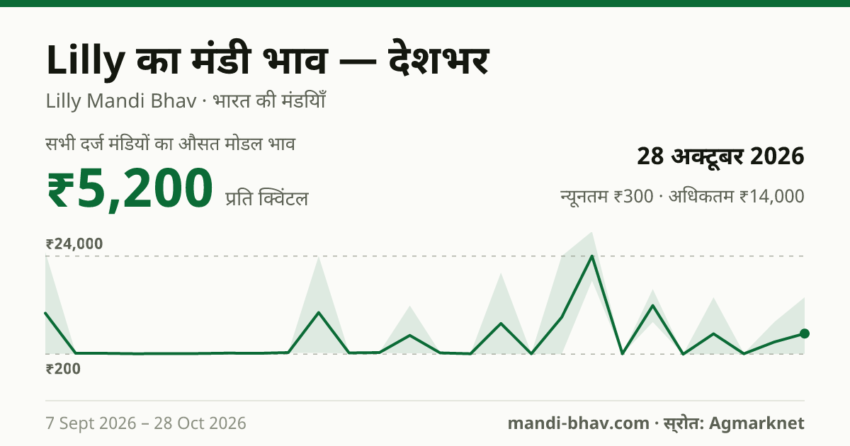 देशभर में Lilly का मंडी भाव 28 अक्टूबर 2026: औसत मोडल ₹5,200 प्रति क्विंटल, भाव के रुझान का चार्ट