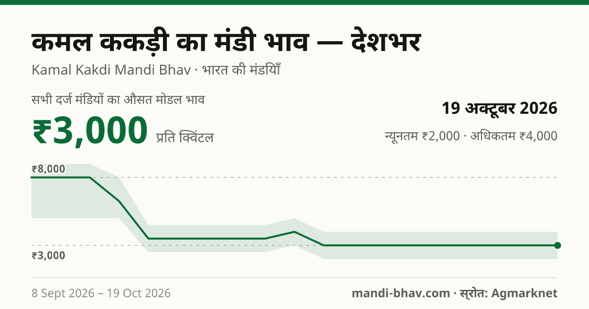 देशभर में Lotus Sticks का मंडी भाव 19 अक्टूबर 2026: औसत मोडल ₹3,000 प्रति क्विंटल, भाव के रुझान का चार्ट