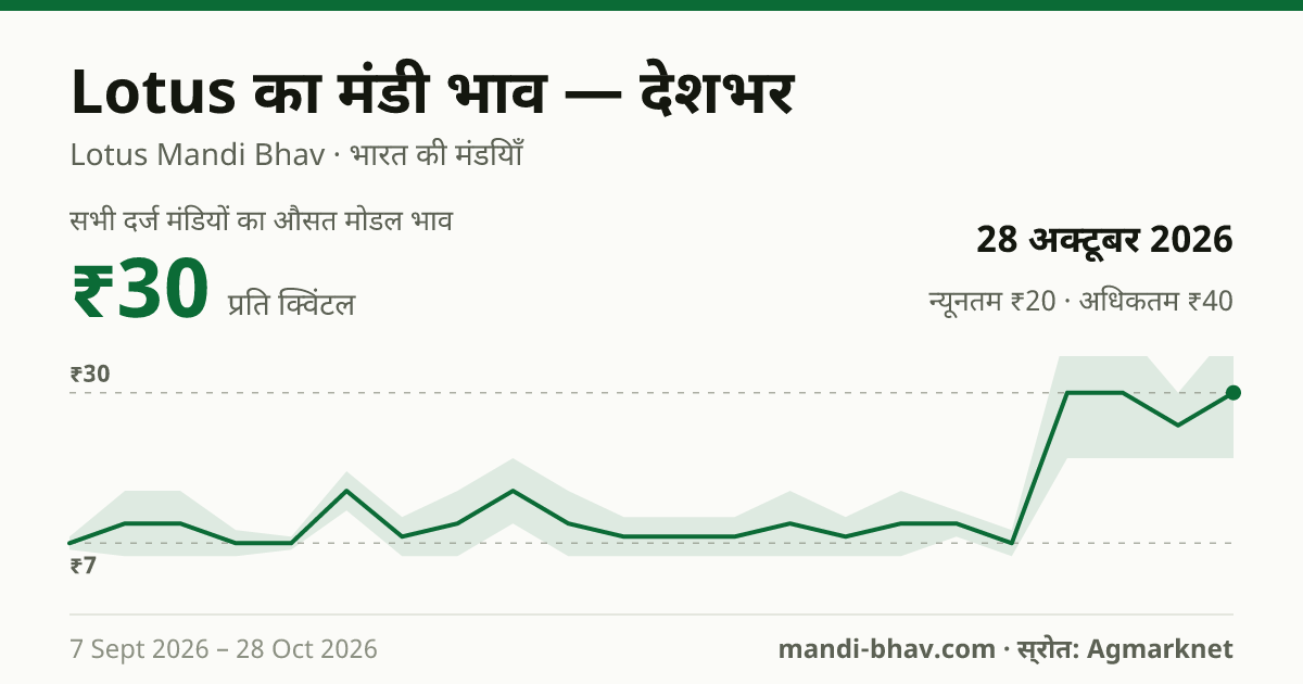 देशभर में Lotus का मंडी भाव 28 अक्टूबर 2026: औसत मोडल ₹30 प्रति क्विंटल, भाव के रुझान का चार्ट
