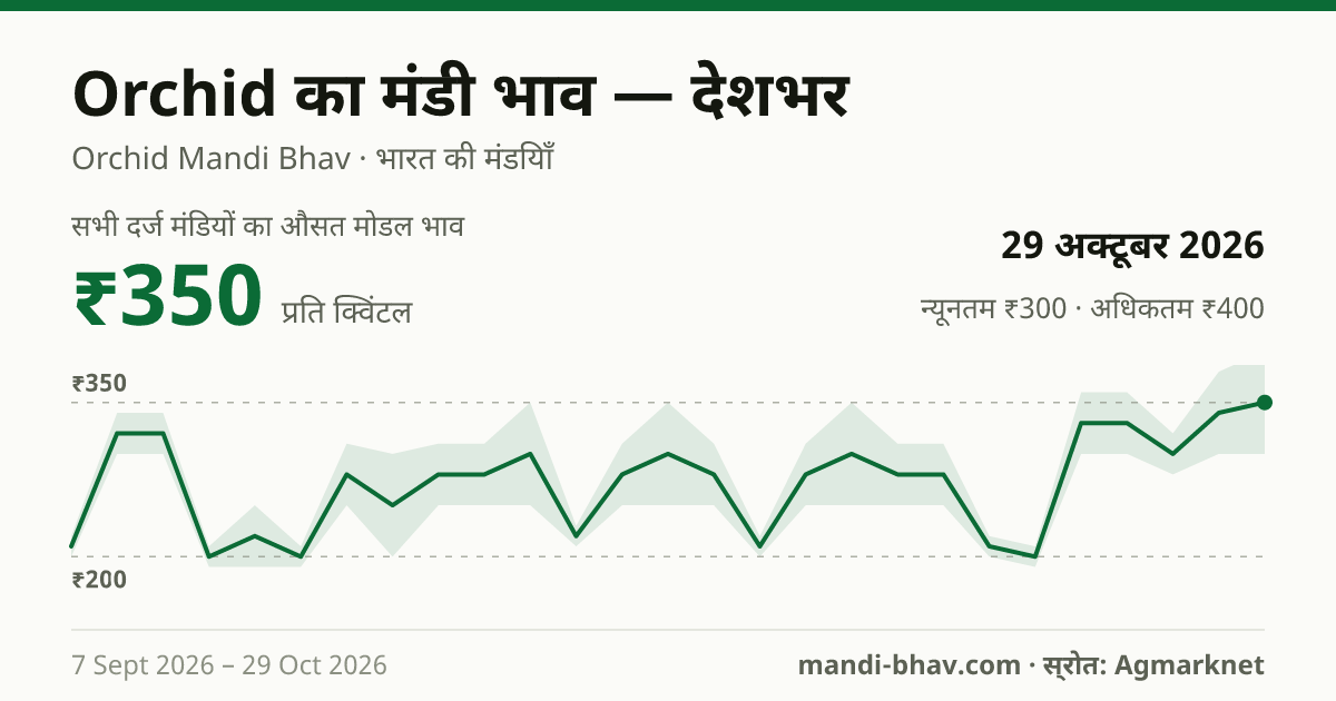 देशभर में Orchid का मंडी भाव 29 अक्टूबर 2026: औसत मोडल ₹350 प्रति क्विंटल, भाव के रुझान का चार्ट