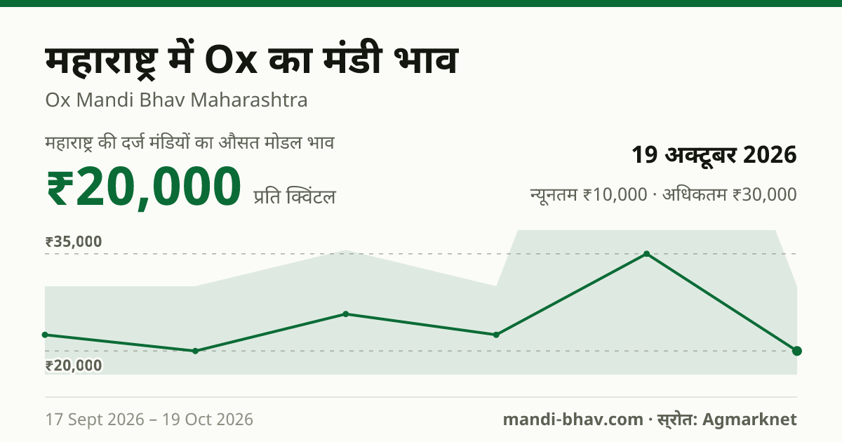 महाराष्ट्र में Ox का मंडी भाव 19 अक्टूबर 2026: औसत मोडल ₹20,000 प्रति क्विंटल, भाव के रुझान का चार्ट