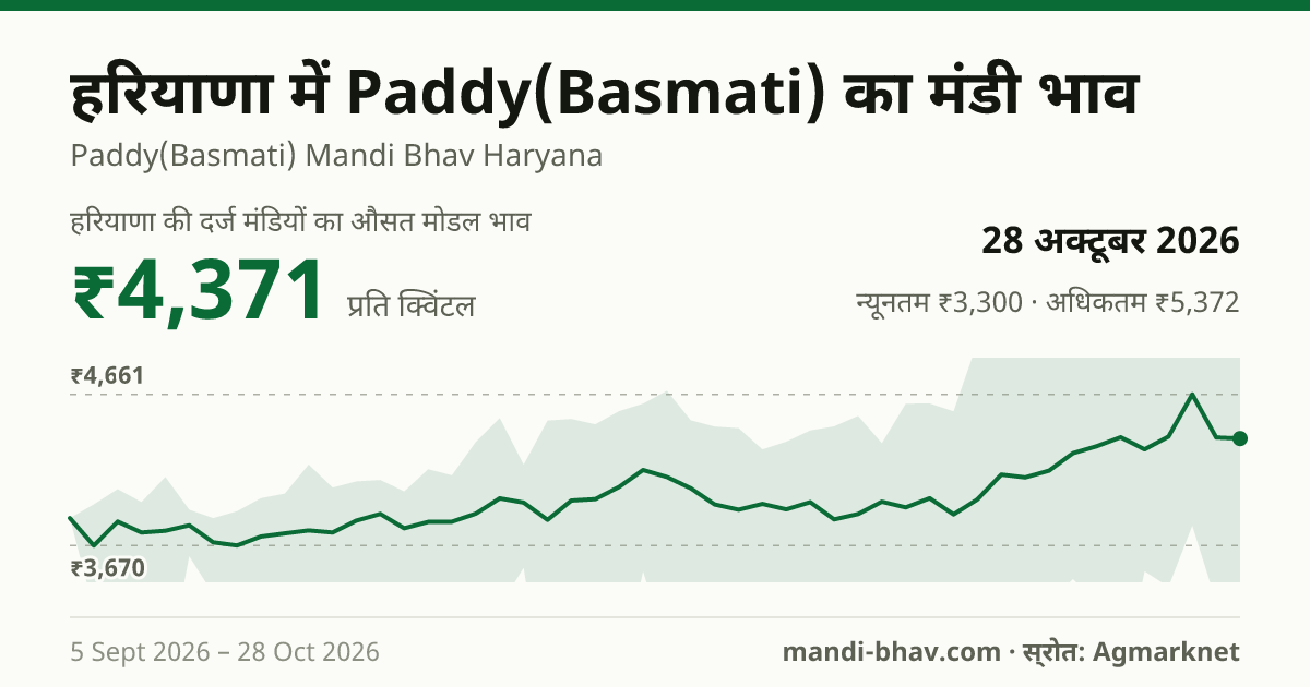 हरियाणा में Paddy(Basmati) का मंडी भाव 28 अक्टूबर 2026: औसत मोडल ₹4,371 प्रति क्विंटल, भाव के रुझान का चार्ट