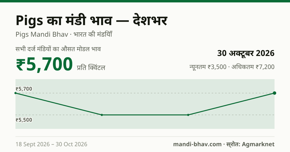 देशभर में Pigs का मंडी भाव 30 अक्टूबर 2026: औसत मोडल ₹5,700 प्रति क्विंटल, भाव के रुझान का चार्ट