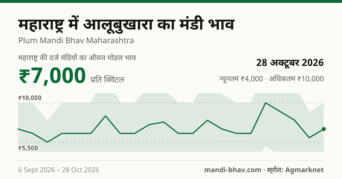 महाराष्ट्र में आलूबुखारा का मंडी भाव 28 अक्टूबर 2026: औसत मोडल ₹7,000 प्रति क्विंटल, भाव के रुझान का चार्ट