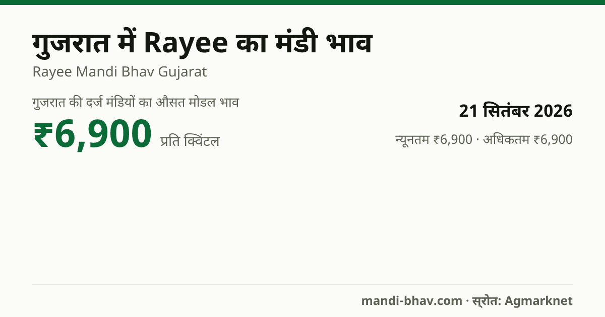 गुजरात में Rayee का मंडी भाव 21 सितंबर 2026: औसत मोडल ₹6,900 प्रति क्विंटल, भाव के रुझान का चार्ट