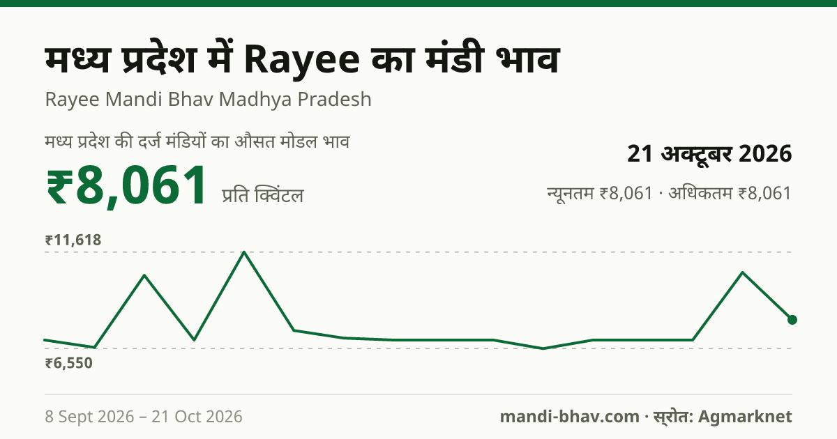 मध्य प्रदेश में Rayee का मंडी भाव 21 अक्टूबर 2026: औसत मोडल ₹8,061 प्रति क्विंटल, भाव के रुझान का चार्ट