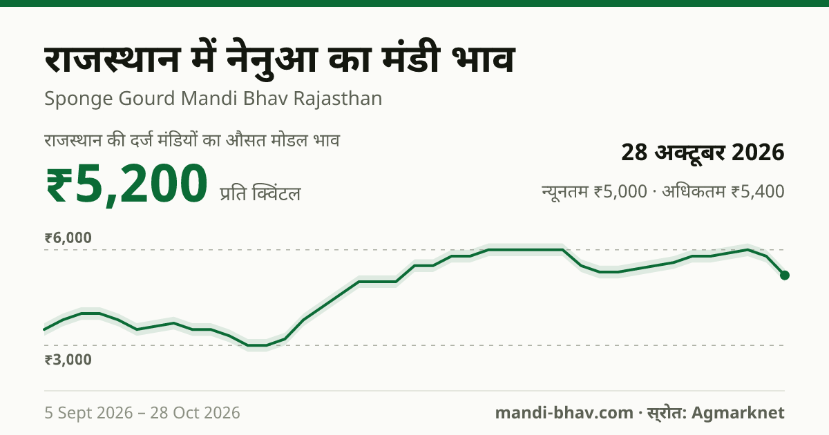 राजस्थान में नेनुआ का मंडी भाव 28 अक्टूबर 2026: औसत मोडल ₹5,200 प्रति क्विंटल, भाव के रुझान का चार्ट