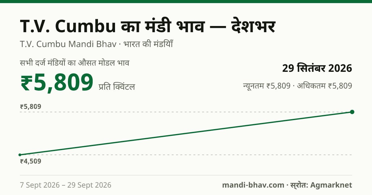देशभर में T.V. Cumbu का मंडी भाव 29 सितंबर 2026: औसत मोडल ₹5,809 प्रति क्विंटल, भाव के रुझान का चार्ट